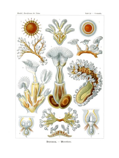 Bryozoa by German School